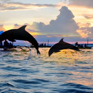 Best of North Bali Beach: Dolphin Watching, Snorkeling, and Breakfast – Exclusive Combo Package