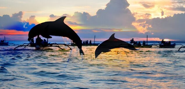 Best of North Bali Beach: Dolphin Watching, Snorkeling, and Breakfast – Exclusive Combo Package
